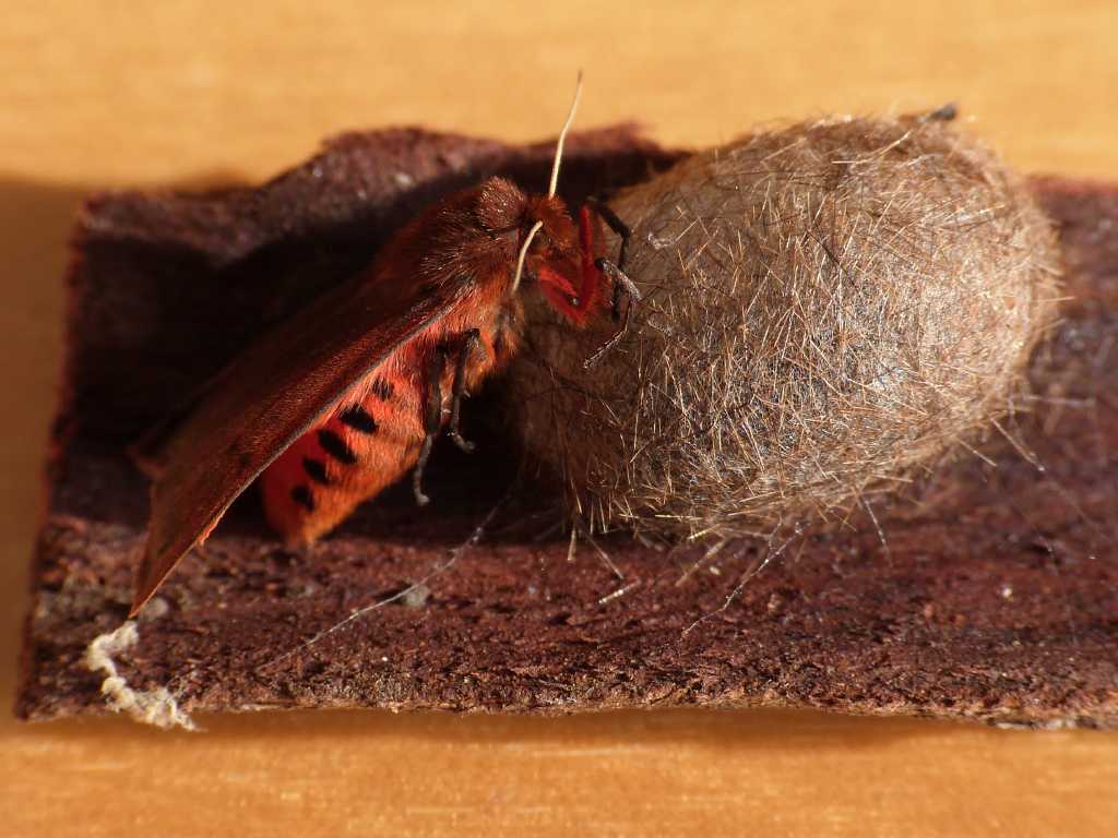Bozzolo di Phragmatobia fuliginosa